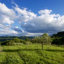 Pergola Le Marche