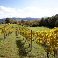 Pergola Le Marche