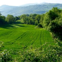 Pergola Le Marche