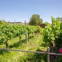 Castiglione del Lago Umbria
