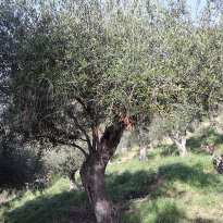 Imperia Liguria