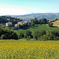 Colli al Metauro Le Marche