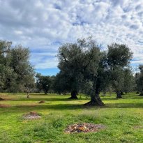 Ceglie Messapica  Puglia
