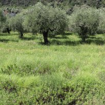 Dolceacqua Liguria