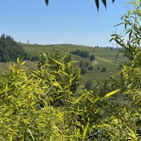 Maranzana Piemonte