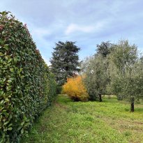 Corato Puglia