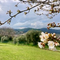 Cartoceto Le Marche