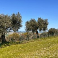 Cartoceto Le Marche