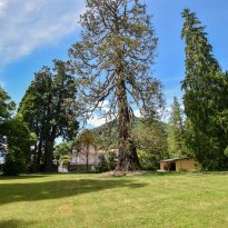 Bee Lago Maggiore
