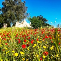 Ceglie Messapica  Puglia